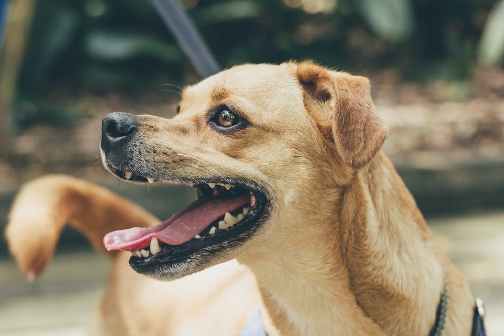 short-coated brown dog