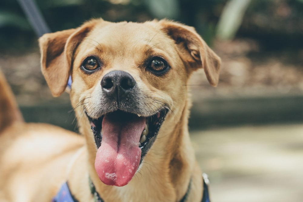 short-coated brown dog opening mouth