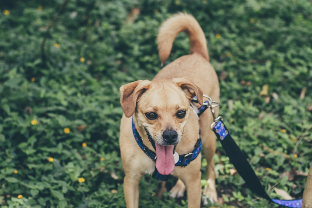 dog standing on grass while tongue out