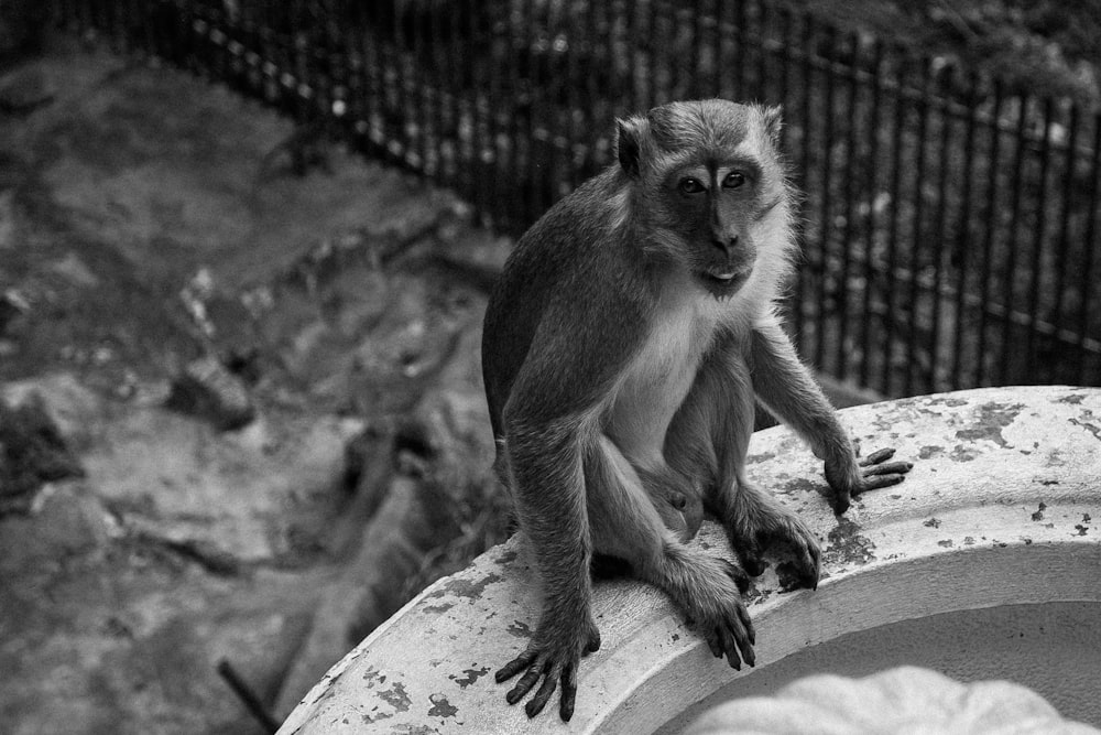 grayscale photo of monkey