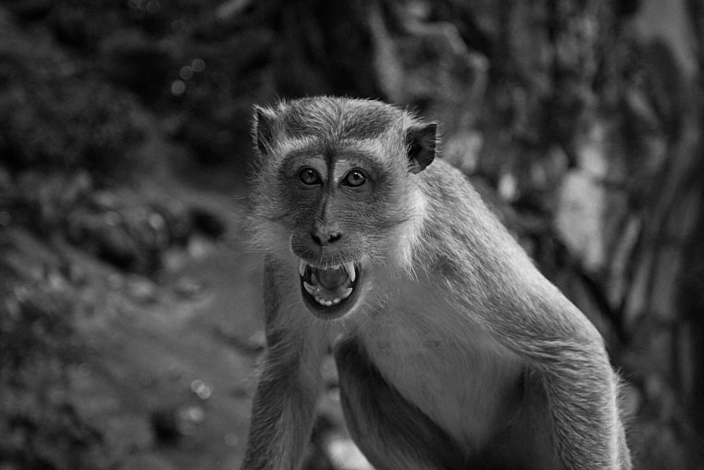 monkey greyscale photo