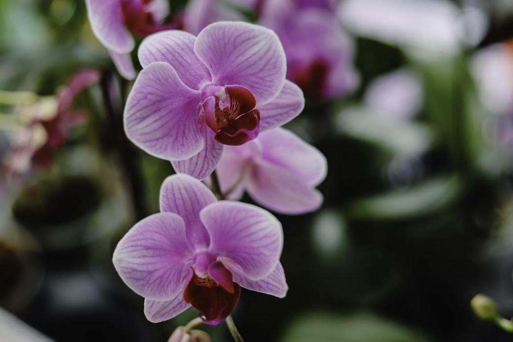 purple moth orchid