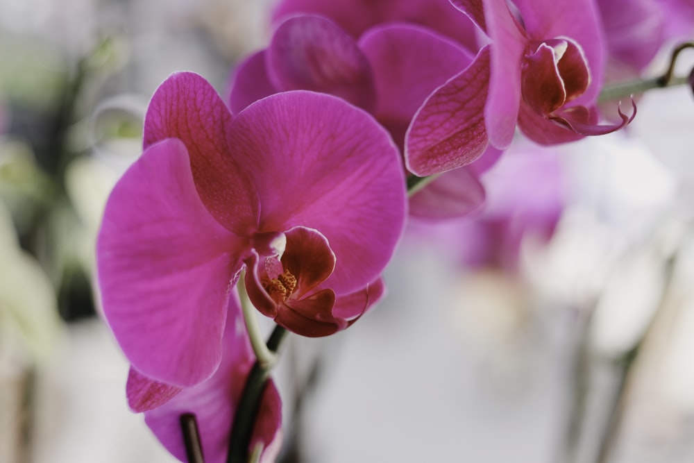 purple moth orchid