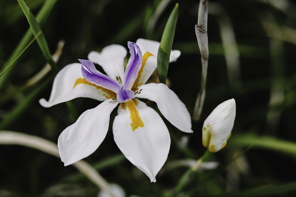 white and yellow orchid flower