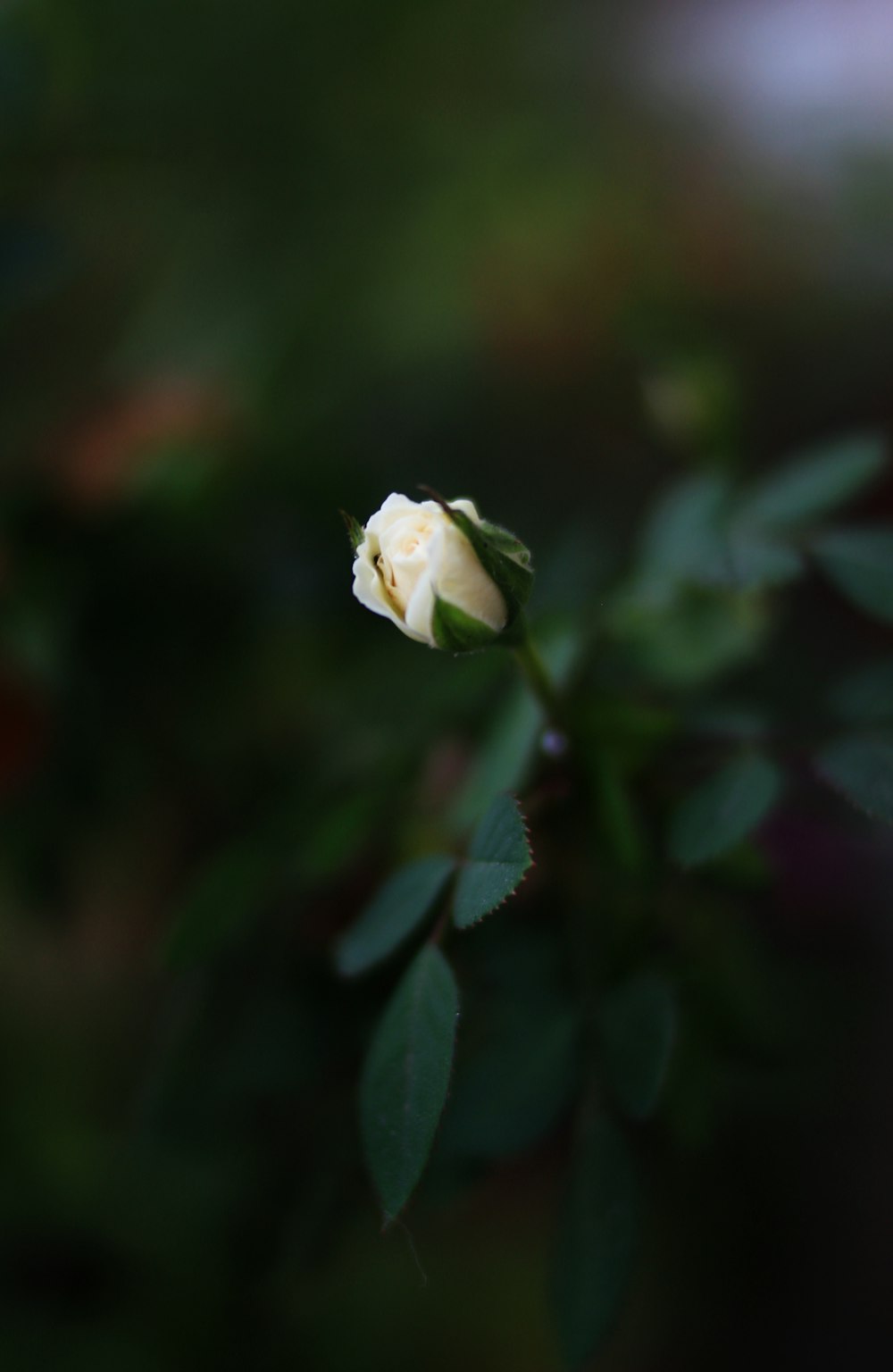 white rose flower