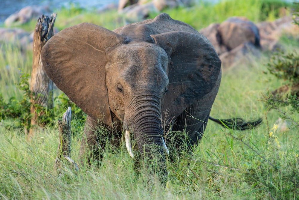 gray elephant on grass field