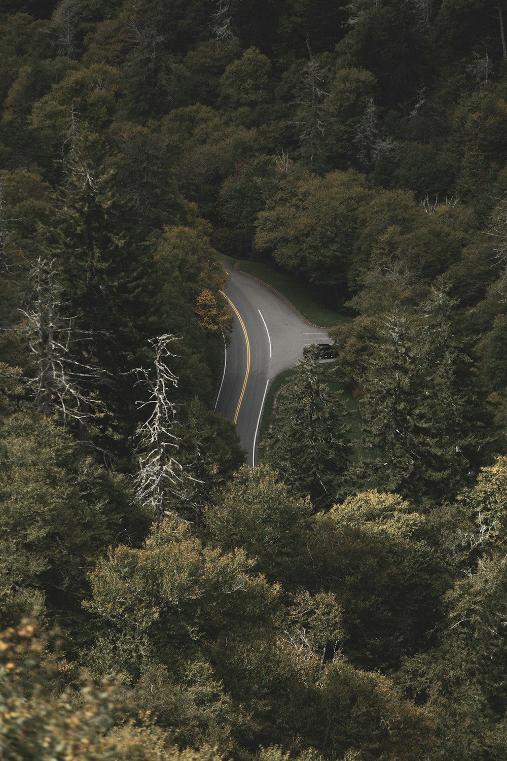 empty asphalt road between trees