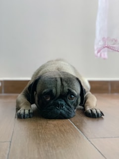 A sad-looking dog with visible skin irritation lying on a floor.