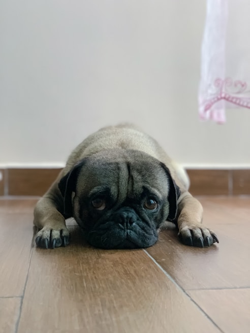 A sad-looking dog with visible skin irritation lying on a floor.