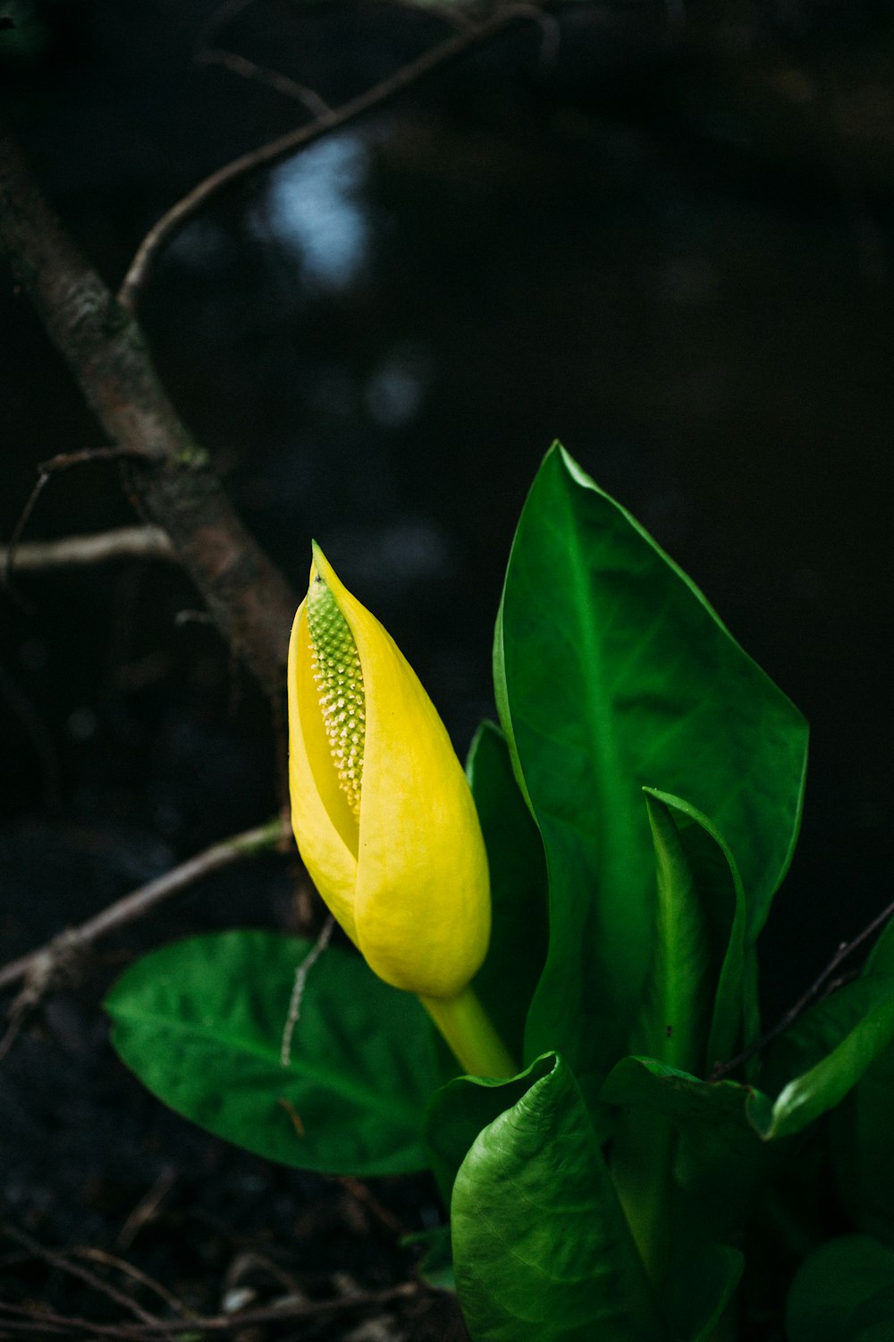 yellow-petaled flower