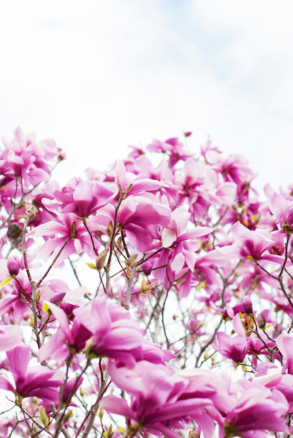 pink petaled flowers