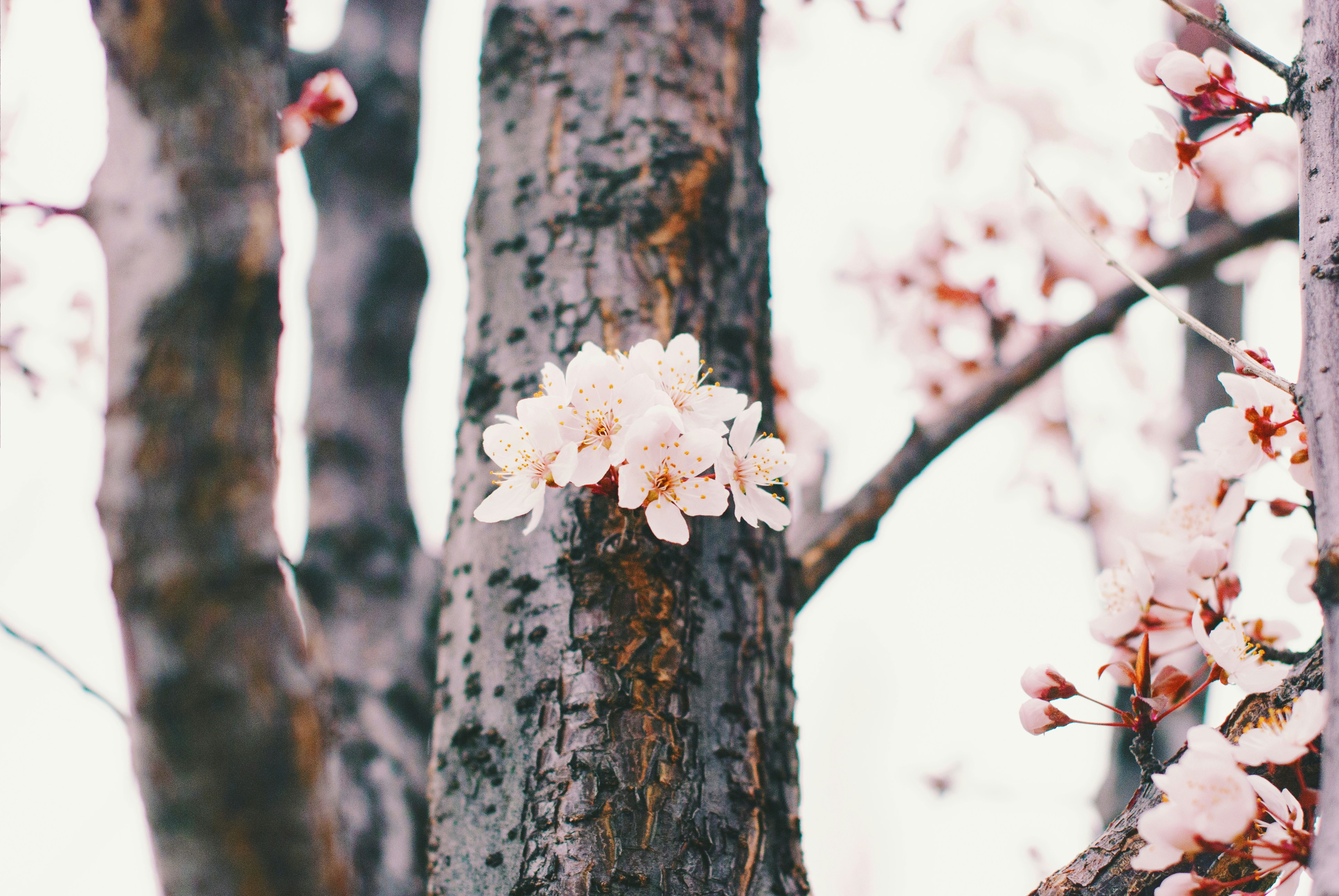 cherry blossom tree