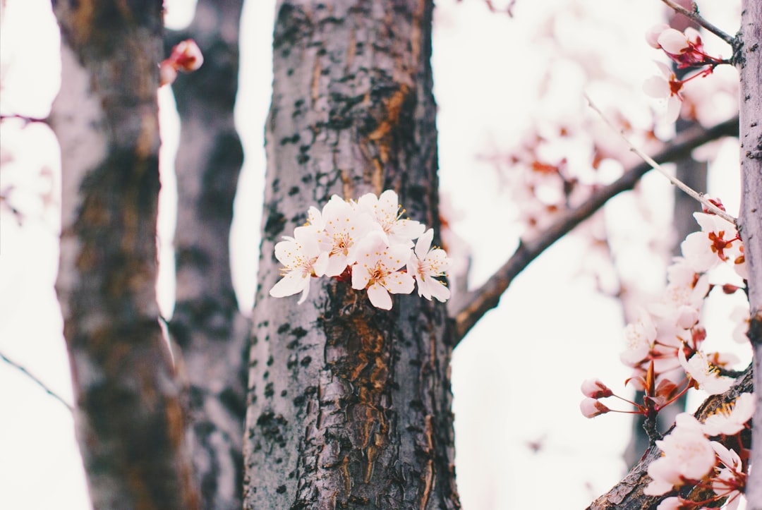 cherry blossom tree