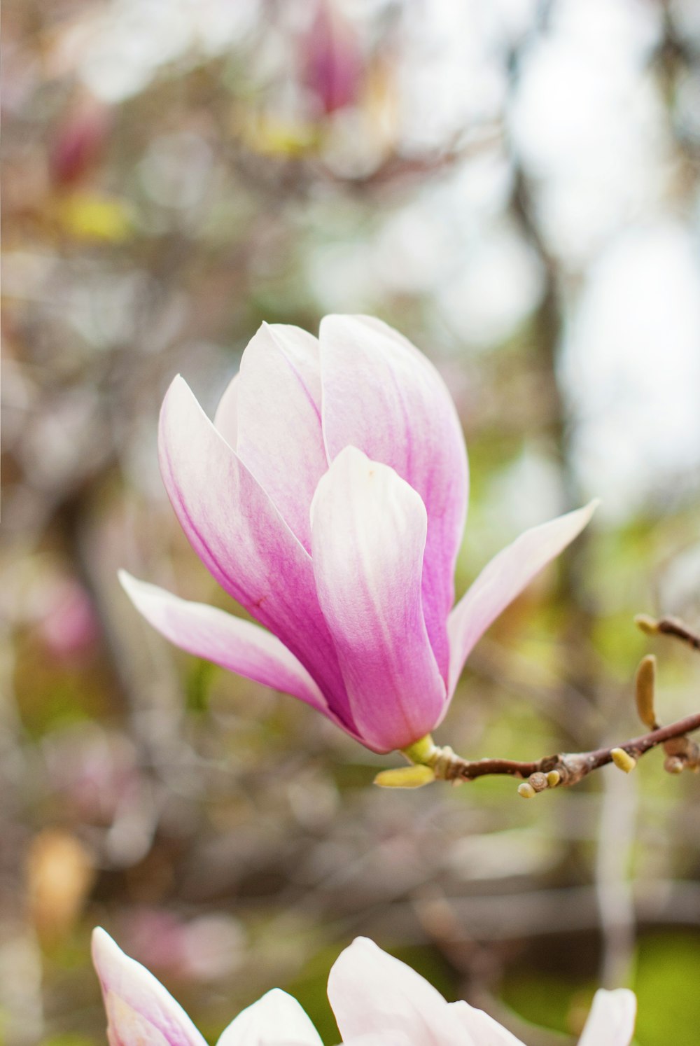 pink petaled flower