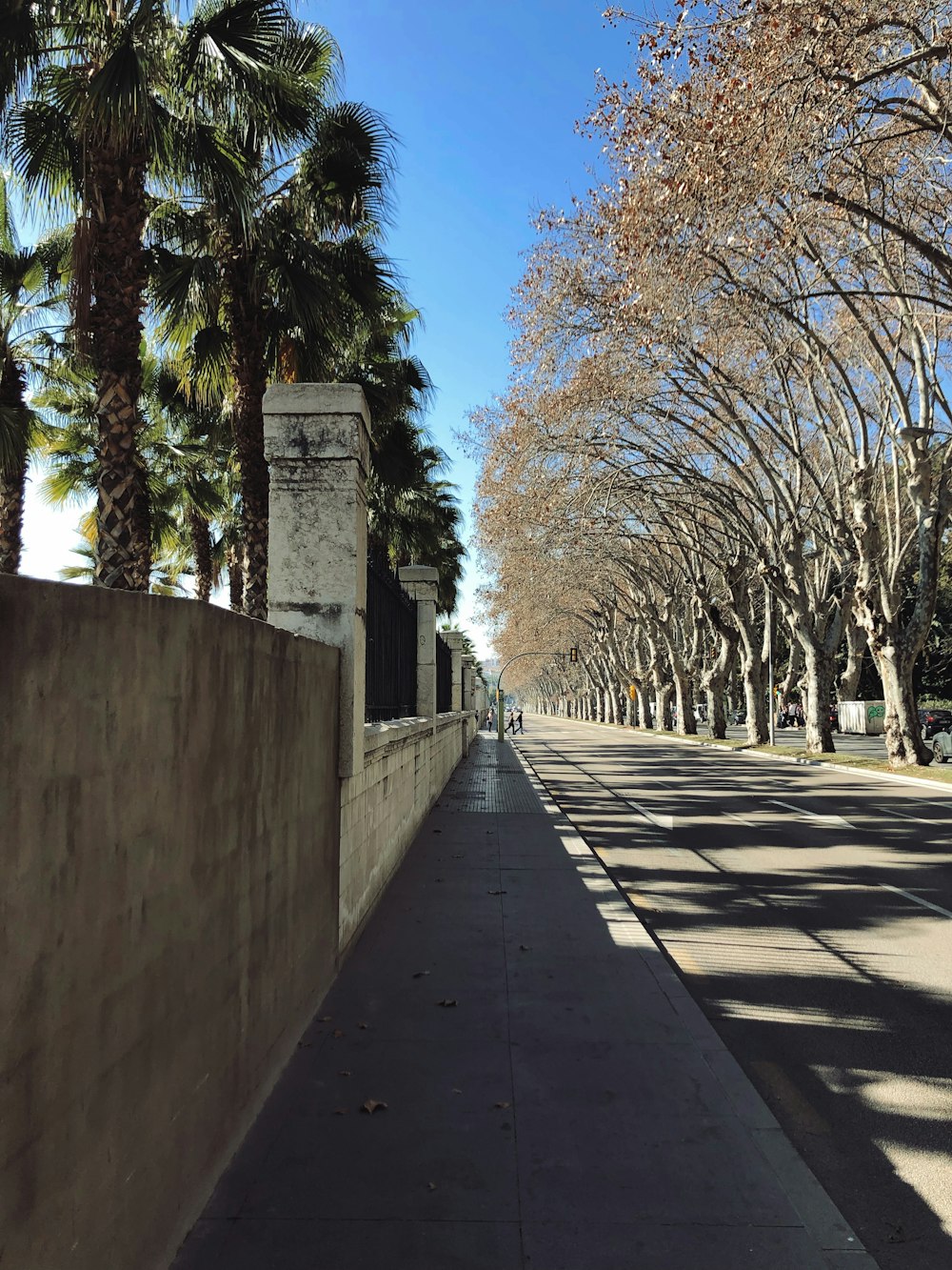 concrete highway near trees