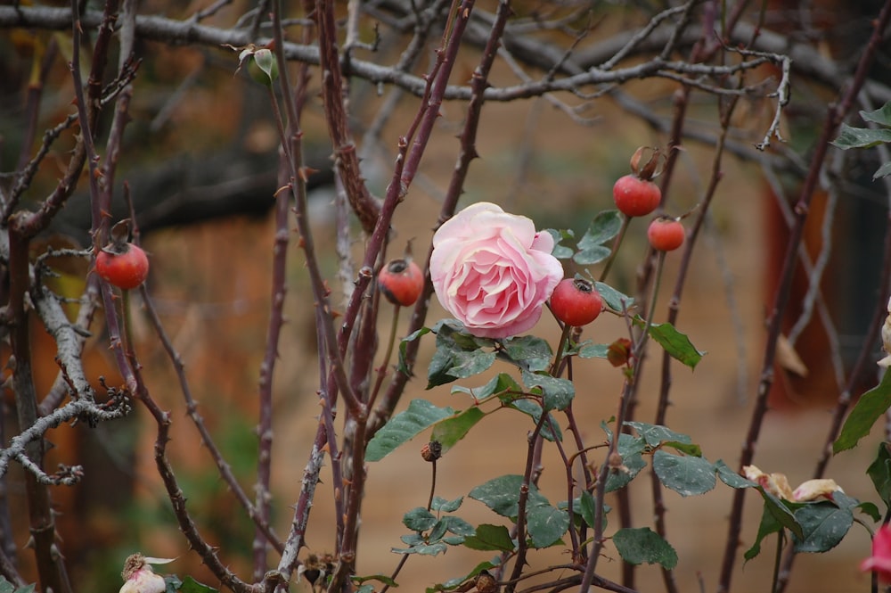 pink rose on plants