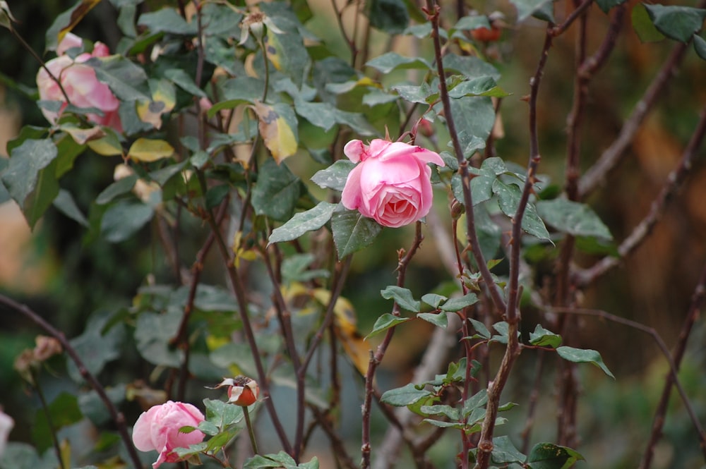 pink rose flower