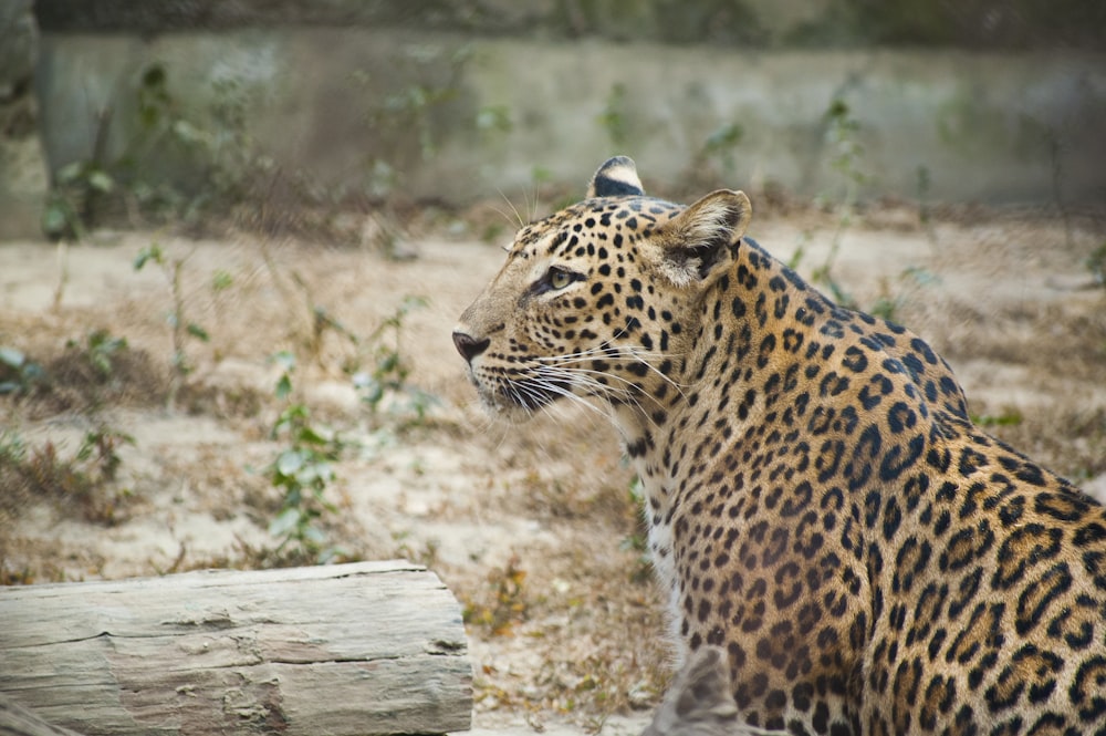 Leopardo marrom e bege