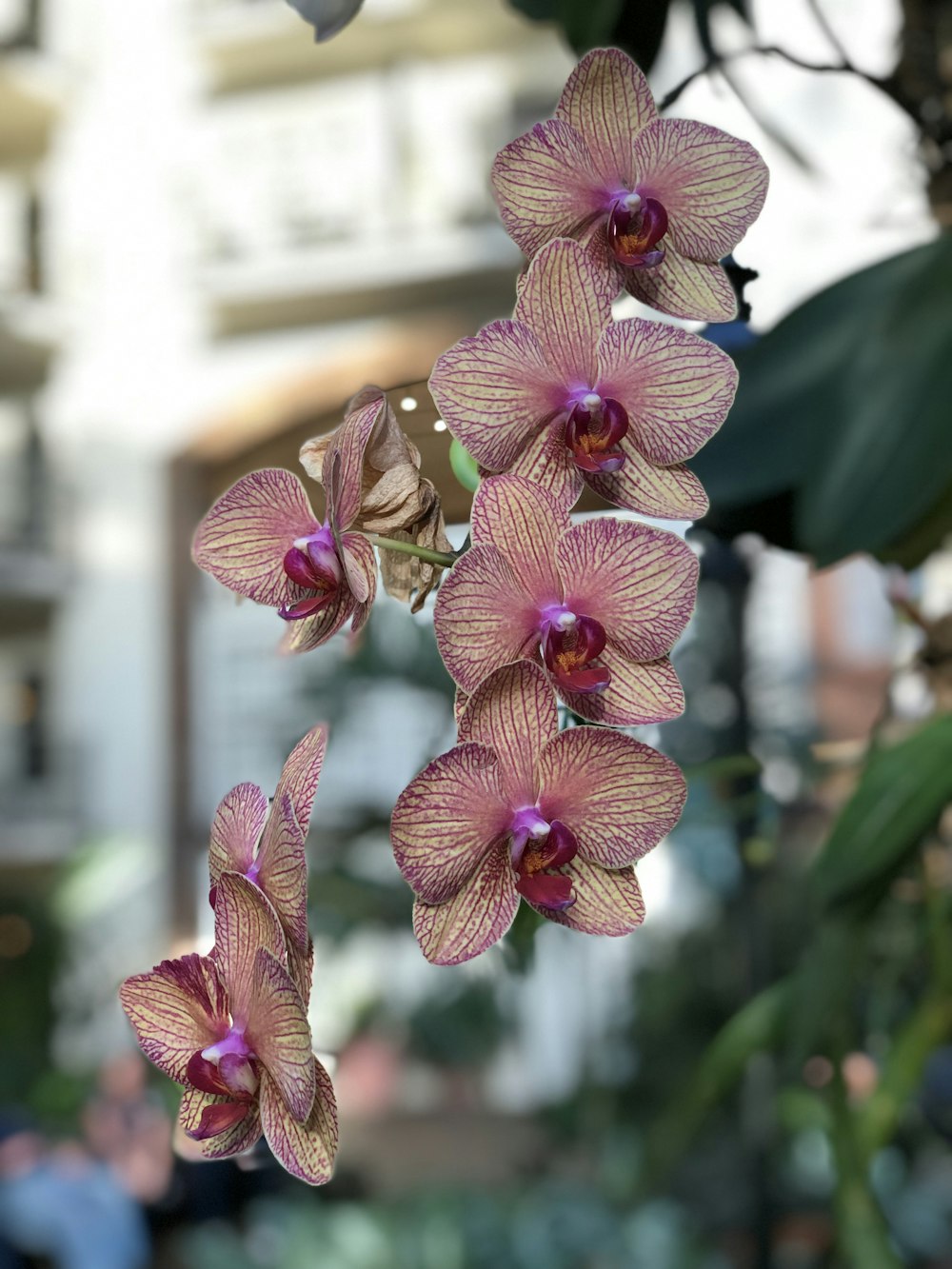 pink orchid selective focus photography