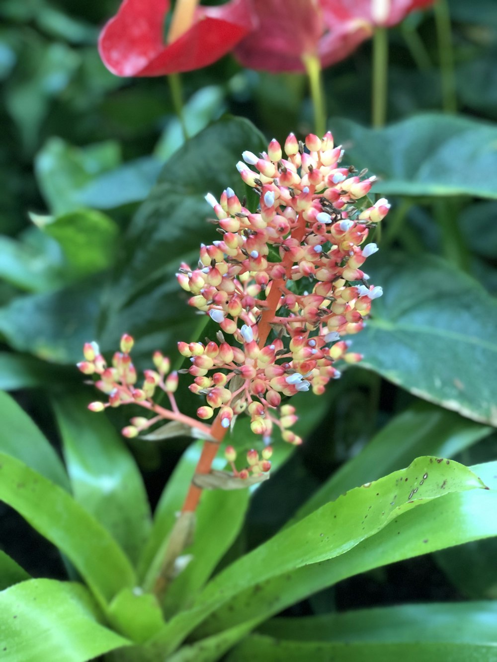 red and white petaled flower