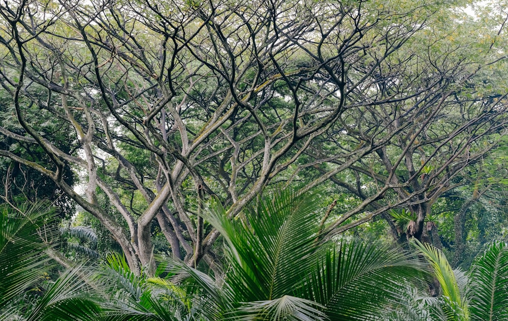 green leafed tree