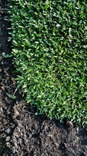 A close-up view of a vibrant green grass lawn beside dark, rich soil. The grass appears fresh and well-maintained, while the soil is slightly moist with a few scattered twigs and leaves.