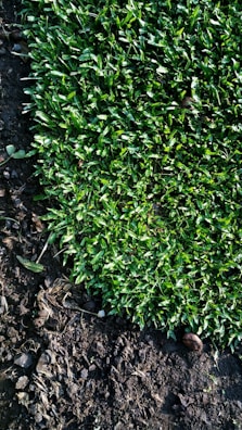 A close-up view of a vibrant green grass lawn beside dark, rich soil. The grass appears fresh and well-maintained, while the soil is slightly moist with a few scattered twigs and leaves.