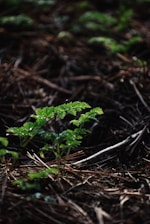 Several young green plants sprout from a forest floor covered in brown pine needles. The foliage is sharply focused while the background recedes into a soft blur, highlighting the plants in the foreground.