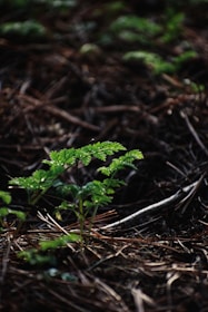 Several young green plants sprout from a forest floor covered in brown pine needles. The foliage is sharply focused while the background recedes into a soft blur, highlighting the plants in the foreground.