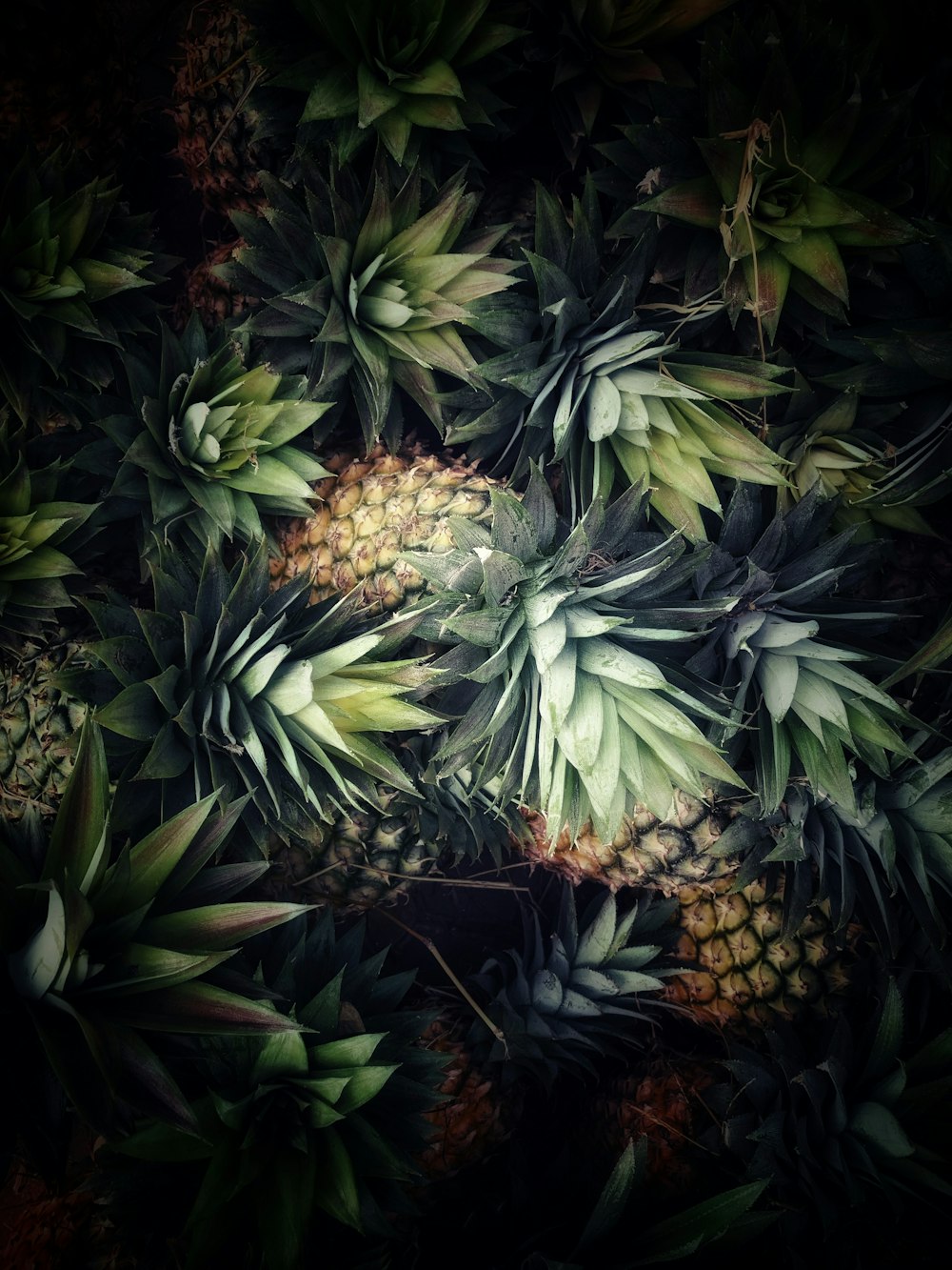bunch of pineapples