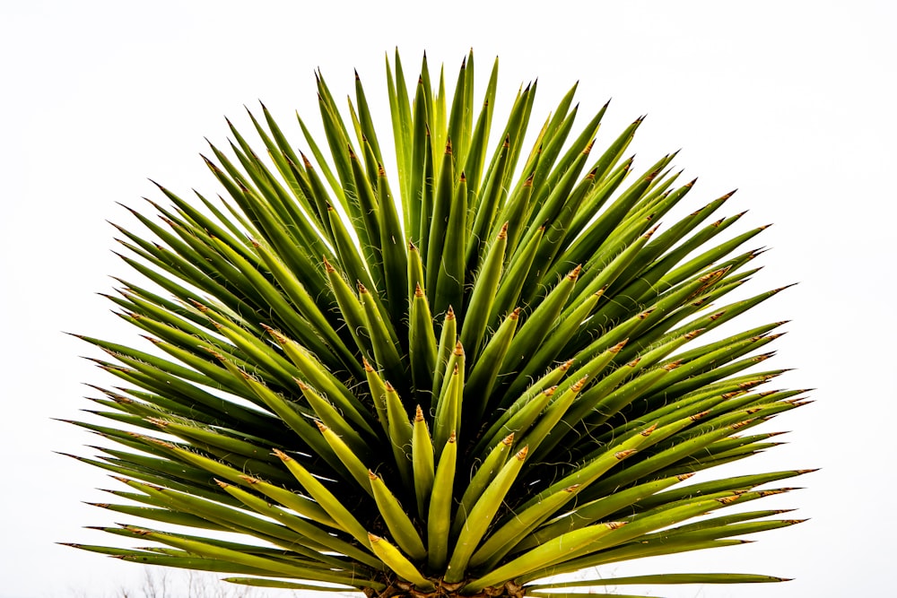 green-leafed plant