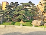 A meticulously landscaped garden featuring carefully trimmed trees with lush, rounded canopies. Large ornamental rocks are strategically placed throughout the garden, which is enclosed by a low stone fence. The setting is sunlit, casting soft shadows on the neatly paved ground.