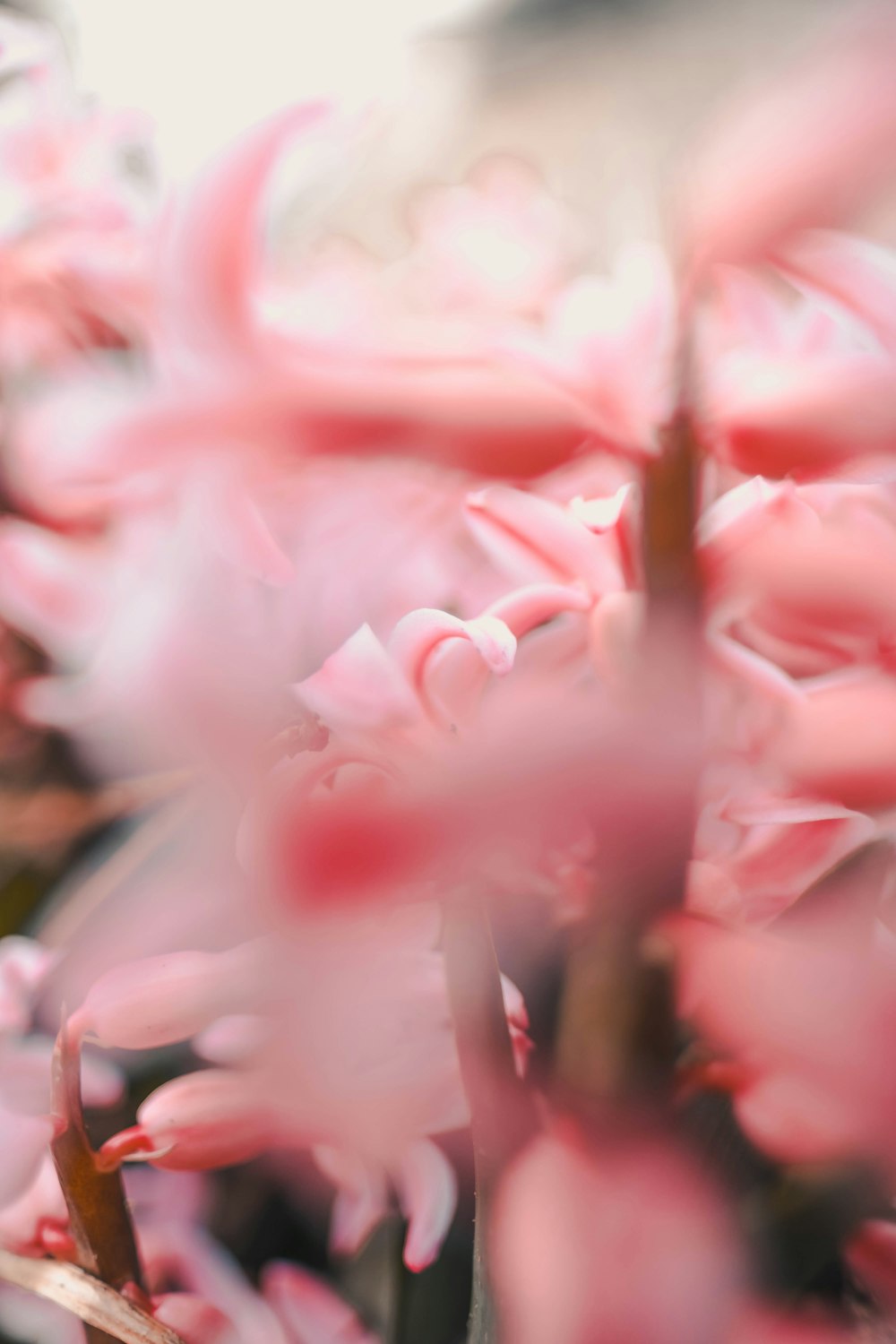 a bunch of pink flowers in a vase