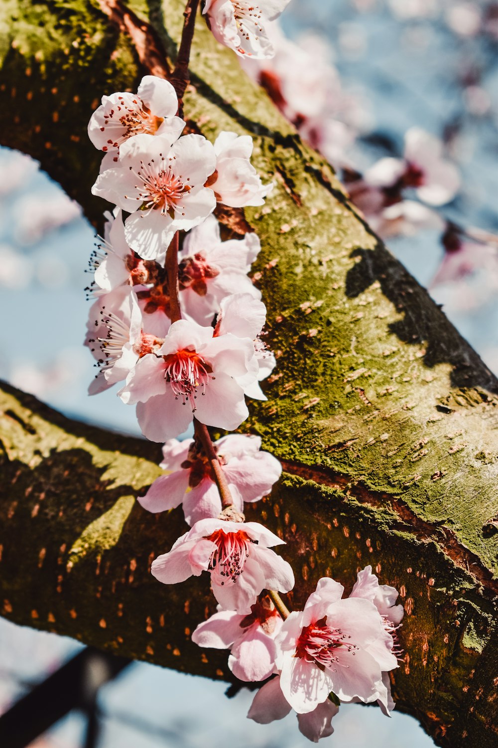 cherry blossom flowers