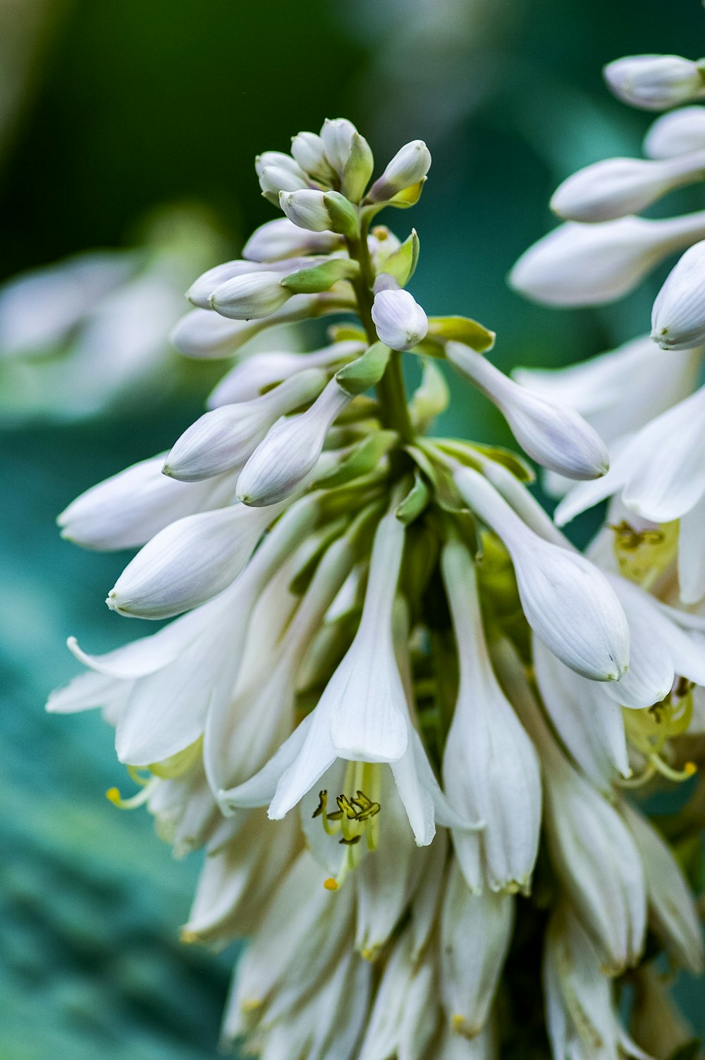 white flowers