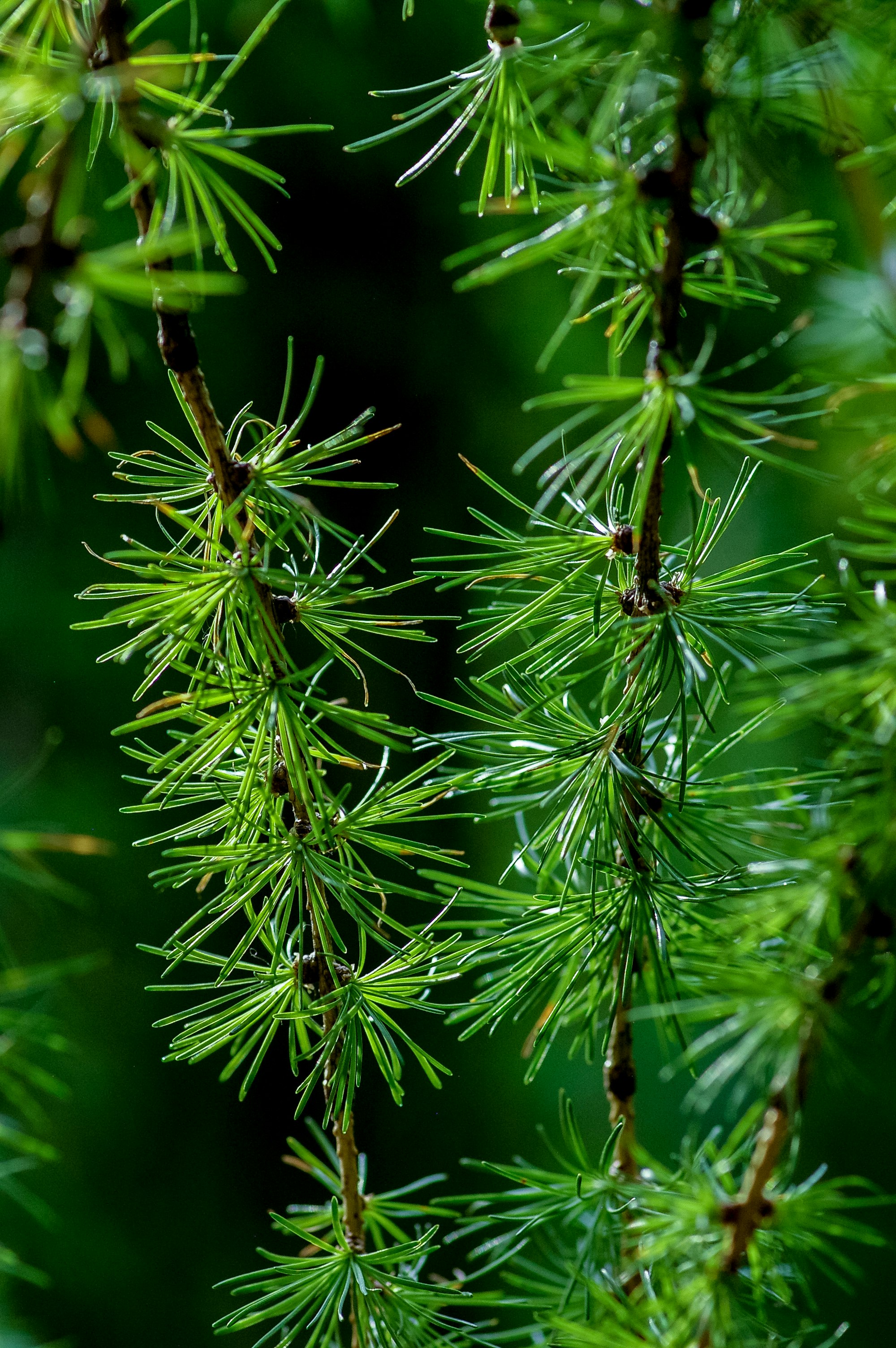 green pine leaf tree