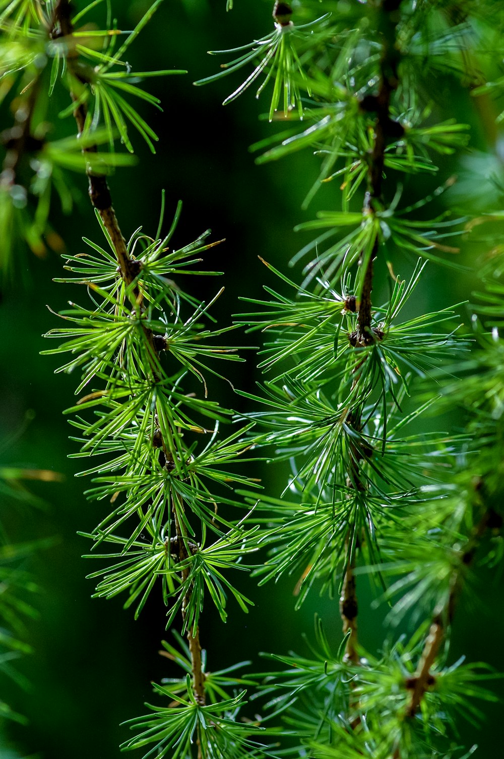 green pine leaf tree