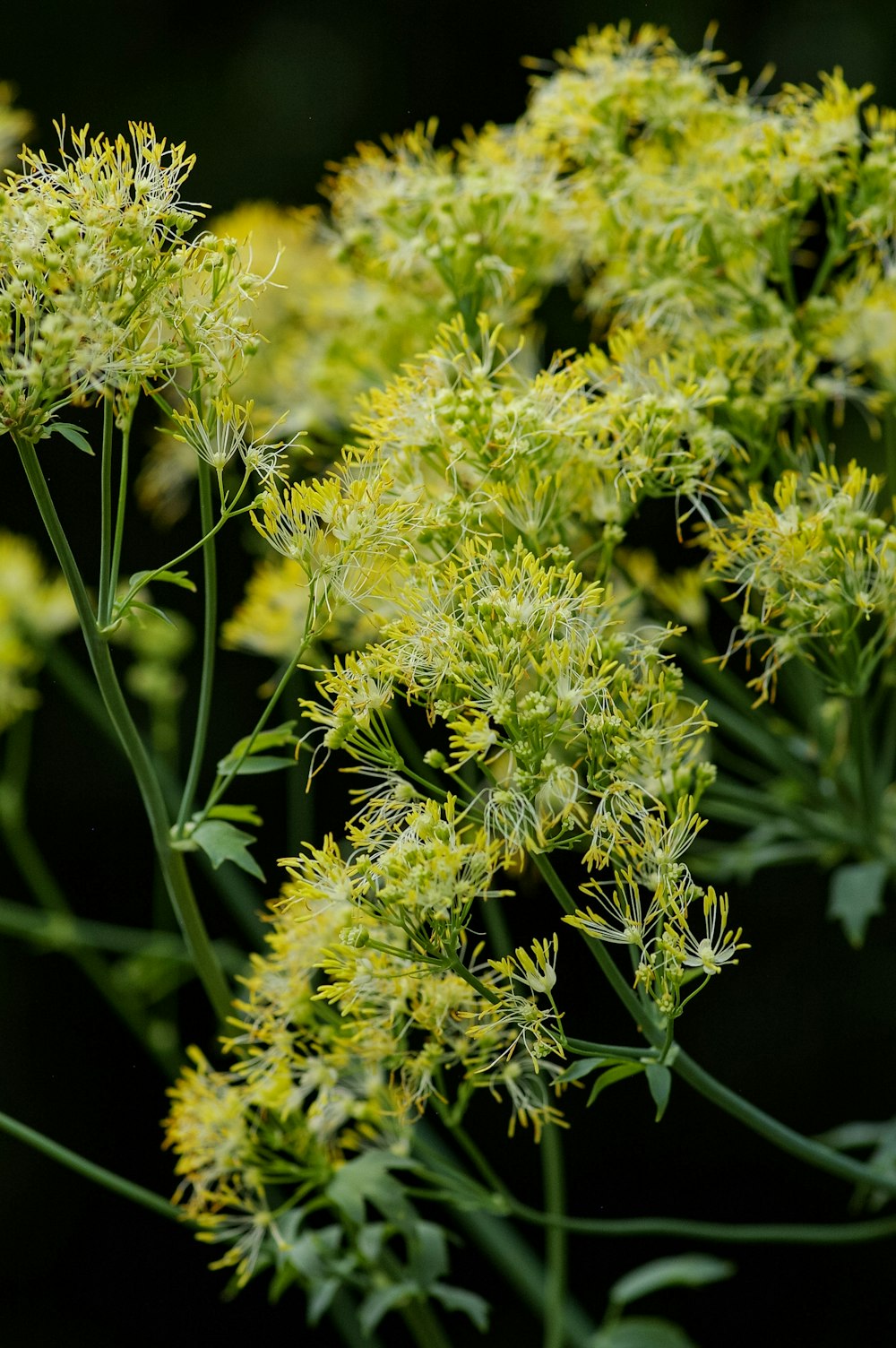 緑の葉の植物