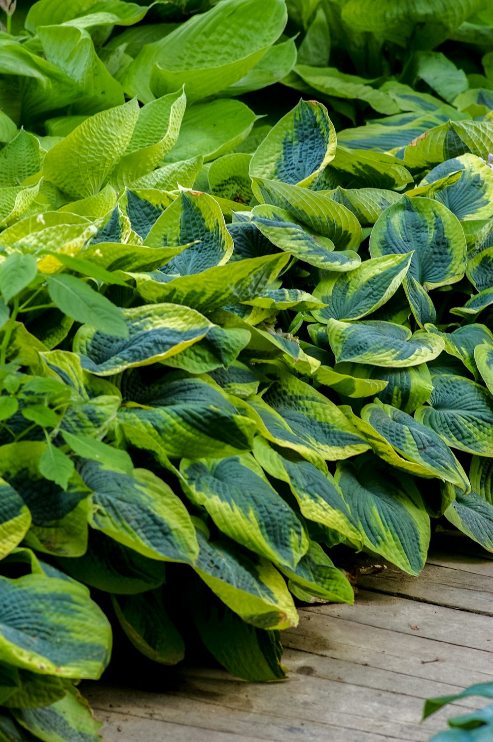 Grüne Outdoor-Pflanze