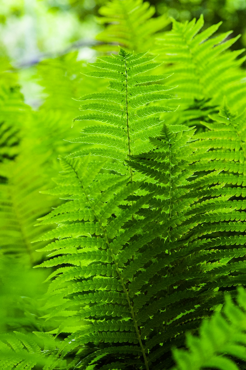 green leaf plants