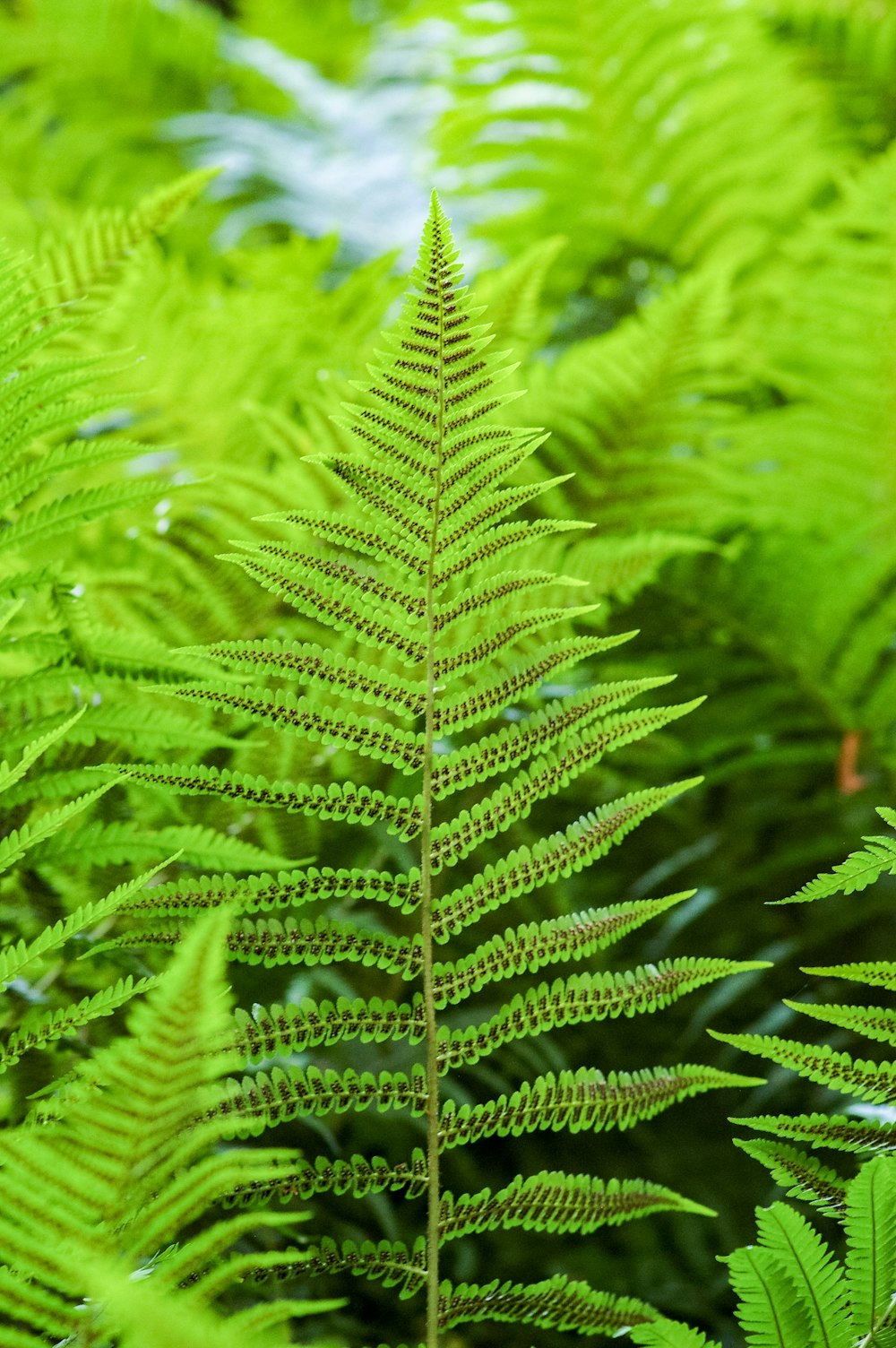 green leafed plant