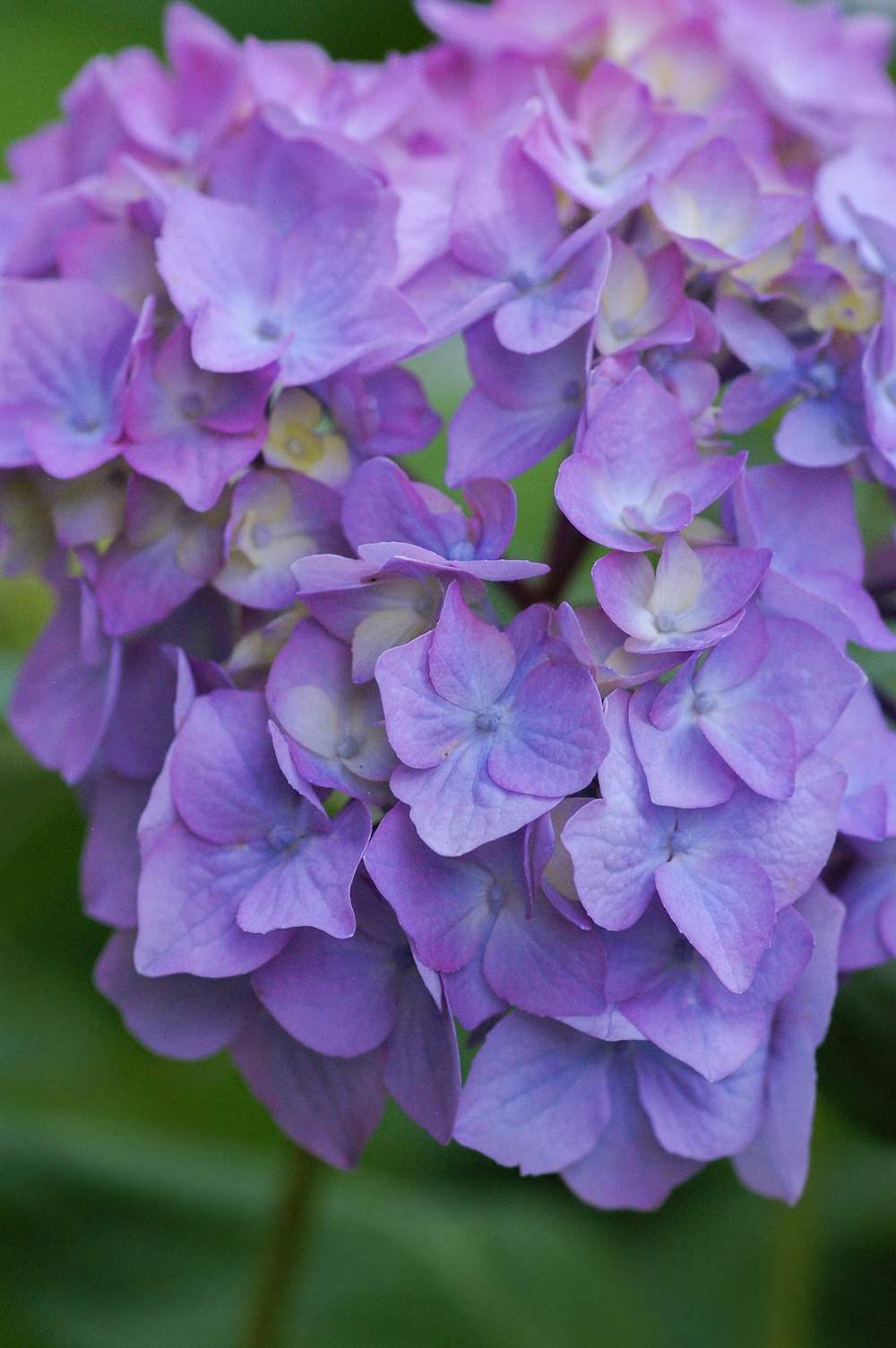 purple-petaled flower