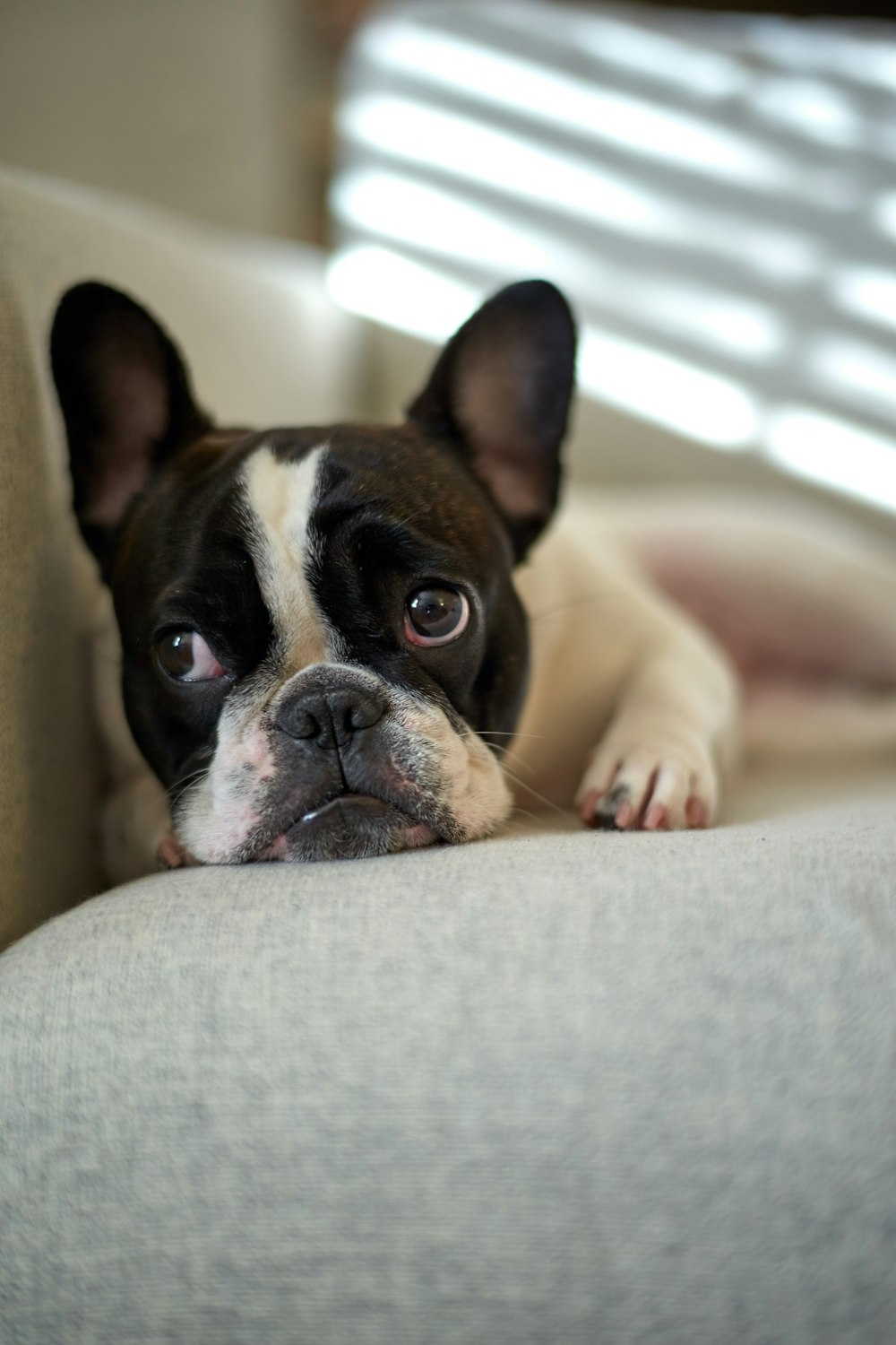 black and white Chihuahua puppy on sofa