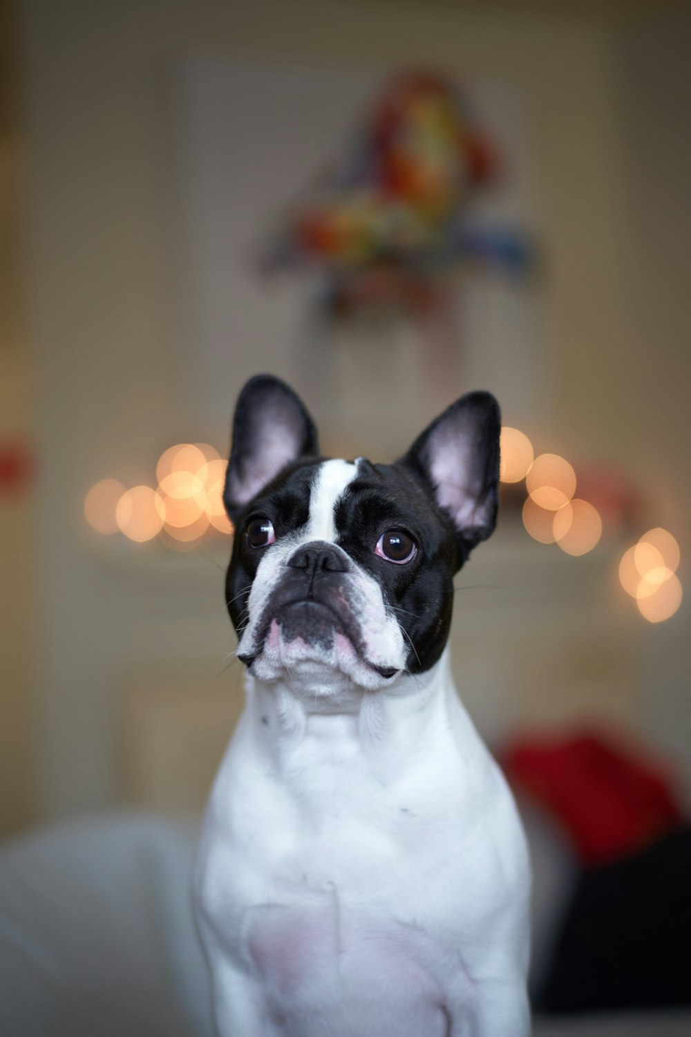 black white dog sitting