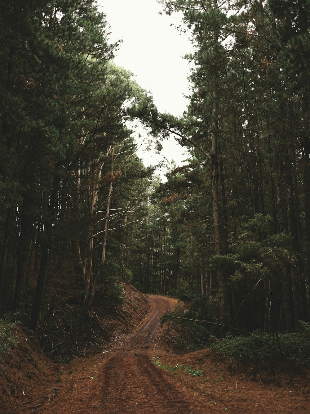 a dirt road in the middle of a forest