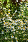 Wild herbs growing in a sunlit garden patch beside a quaint stone path.