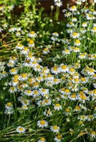 white daisy flowers