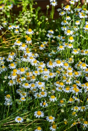 A sunlit garden bed filled with thriving medicinal herbs like lavender, chamomile, and echinacea.