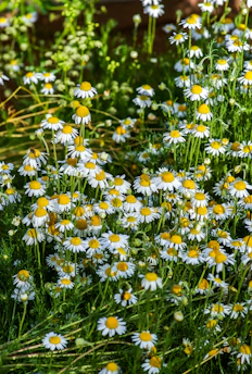 Close-up of fresh chamomile flowers blooming in a sunlit garden patch.