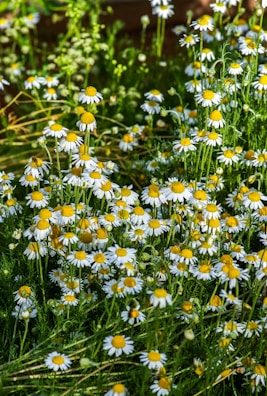 Wild herbs growing in a sunlit garden patch beside a quaint stone path.